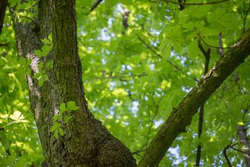 Ahornbaum mit frischen grünen Blättern im Frühling
