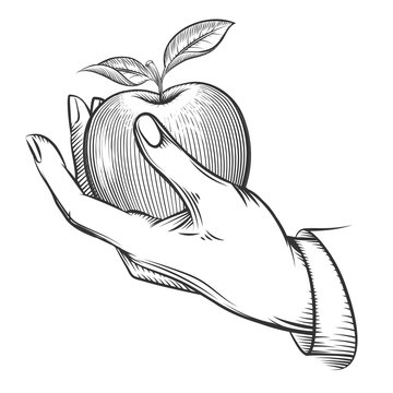 Human Hand With Apple Drawn In Engraving Style