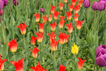 Obraz premium Тюльпаны в саду