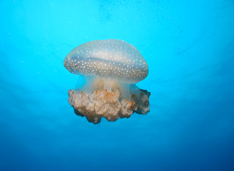 jellyfish medusa underwater