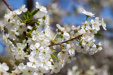 white flowers cherry