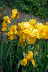 Obraz premium Flowering yellow irises