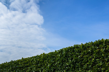 Fototapeta na wymiar Hedge pruned