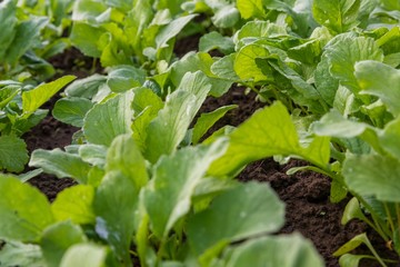 Close up of green radish leaves in home garden in spring