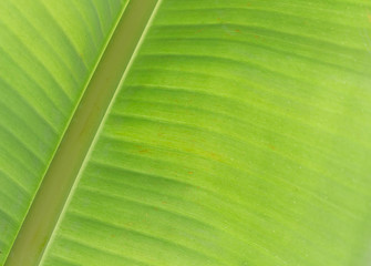 banana leaf
