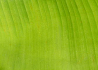 banana leaf