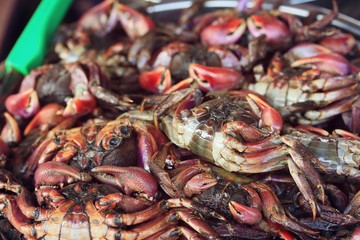 salted crab