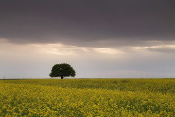 Beautiful tree in a rape field at sunset