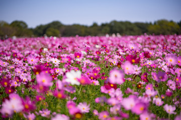 Obraz premium コスモス畑