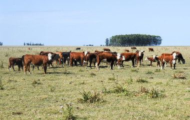 Field with Hereford cows (Bos taurus)