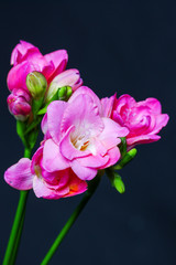 Obraz na płótnie Canvas Spring flowering pink flowers isolated on black background