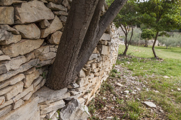 arbre ayant poussé dans un mur