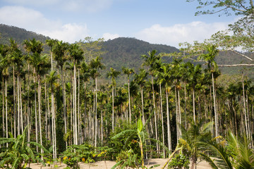 Tropical palms plantation