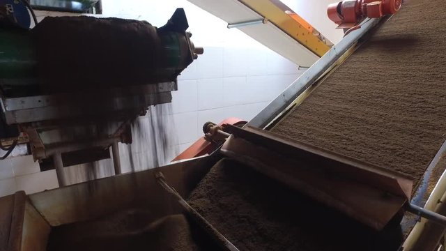 black tea moving on machine conveyor at factory