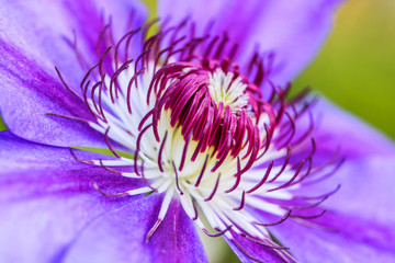 Obraz premium Macro into the center beauty of a purple flower. Close up