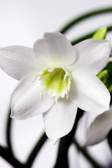 Obraz premium Euharis three flowers on a white background