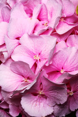 Beautiful flower bright pink hydrangea. Close up