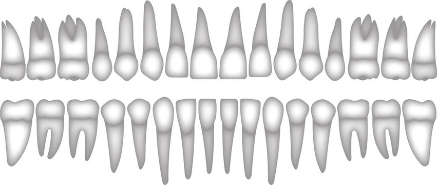 3d dentition