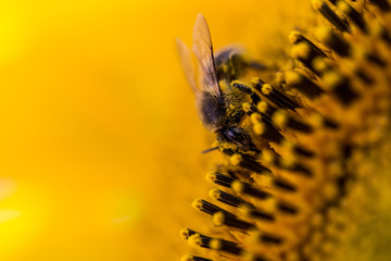 Biene auf Sonnenblume