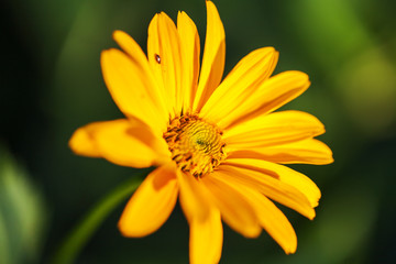 Close up of beautiful yellow gerbera flower on background green garden 