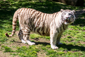 Fototapeta na wymiar albino bengal tiger - panthera tigris tigris