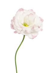 Beauty light pink flower isolated on white. Eustoma
