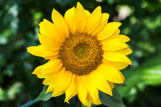 Yellow Decorative Sunflowers on garden background close up shot