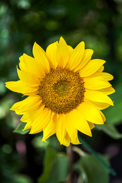 Yellow Decorative Sunflowers on garden background close up shot