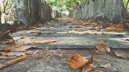 Old mangrove walkpath.