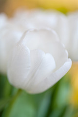 Spring bouquet of white tulips with green leaves over background garden,