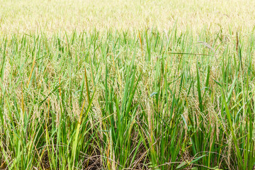 Obraz premium Rice field.