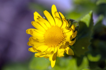 Yellow flower of a decorative sunflower Helinthus 