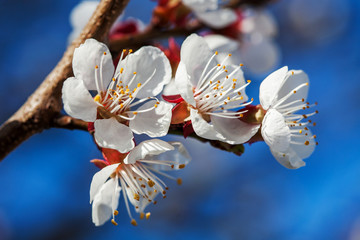 Blooming white flowers on the branch of fruit tree