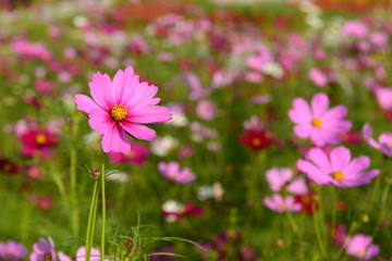 Obraz premium Cosmos flower (Cosmos Bipinnatus) with blurred background. Cosmos flowers blooming in Korat garden, Thailand