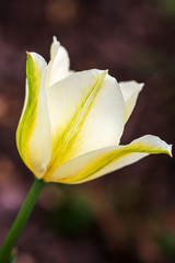 Obraz premium Delicate white with yellow tulip against green garden background. 