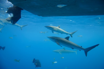 White Shark boat attack  underwater Cuba caribbean sea
