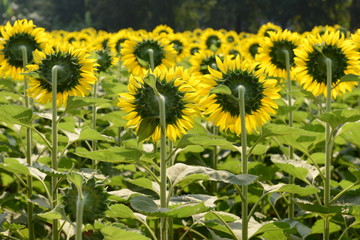 Beautiful Sunflower - Korat, Nakhonratchasima Thailand