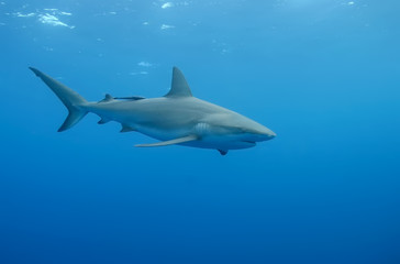 Fototapeta premium White Shark underwater Cuba caribbean sea