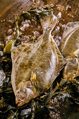 Large halibut flatfish on melting ice