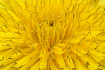 Extreme macro shot of dandelion pollen