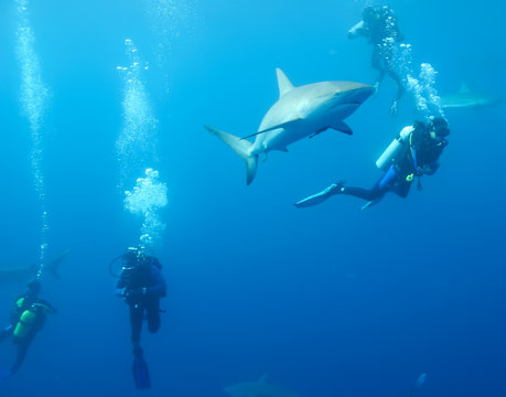 with divers White Shark underwater Cuba caribbean sea