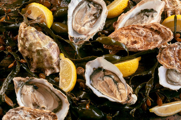 Fresh shucked oysters on a bed of kelp