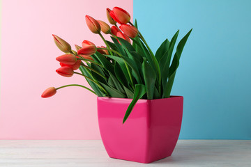 fragrant red tulips in a pink pot on a wooden table in pink and blue colours