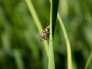 Naklejka premium Fly on grass blade
