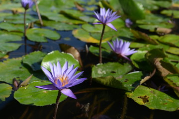 Purple lotus blossom in Summer Thailand