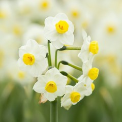 Strauß-Narzisse / Narcissus Tazetta
