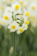 Strauß-Narzisse / Narcissus Tazetta
