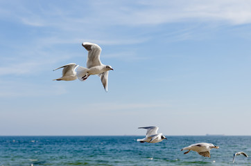 flying seagulls
