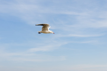 flying seagulls
