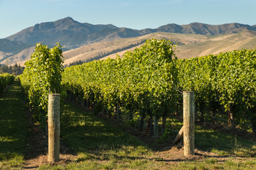 Fototapeta na wymiar vineyard in springtime